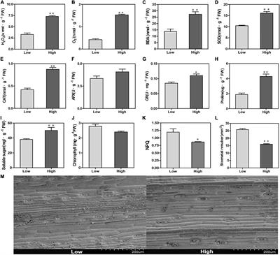 Integrated Physiological and Transcriptomic Analyses Responses to Altitude Stress in Oat (Avena sativa L.)